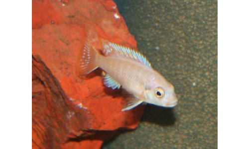 Petrotilapia small blue Nkhata Bay